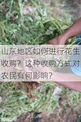 山东地区如何进行花生收购？这种收购方式对农民有何影响？