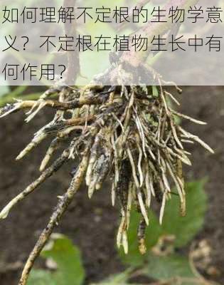 如何理解不定根的生物学意义？不定根在植物生长中有何作用？