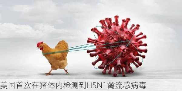 美国首次在猪体内检测到H5N1禽流感病毒